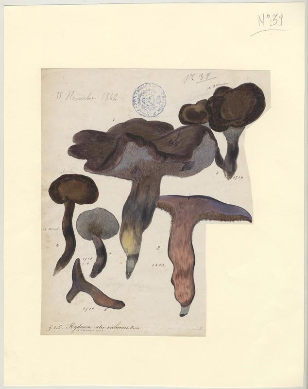 Hydne violet (?) ; champignon