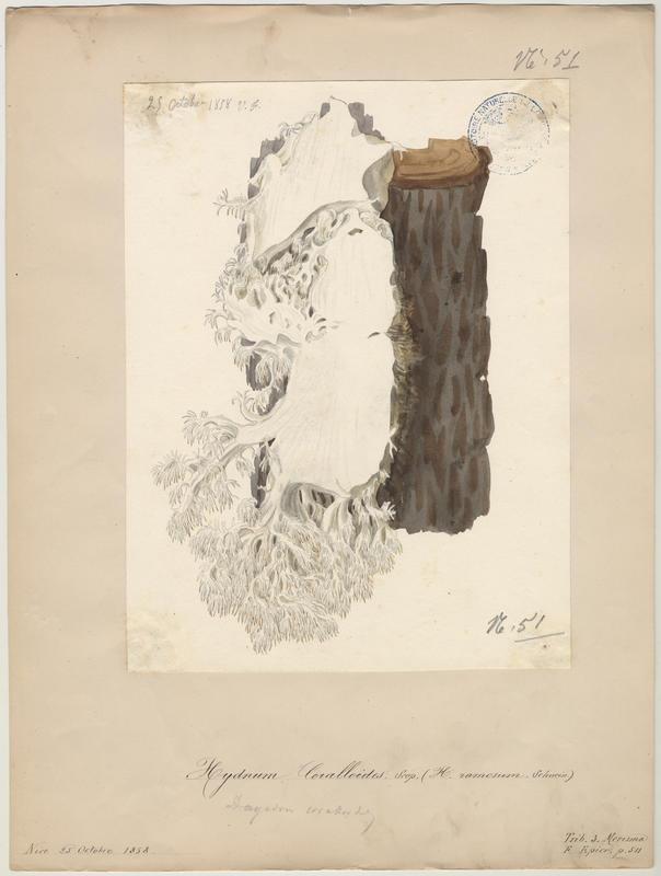 Hydne corail ; champignon