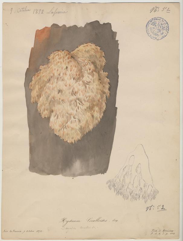 Hydne corail ; champignon