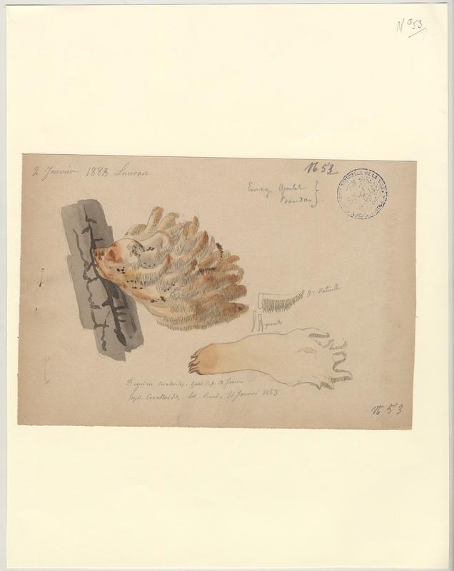 Hydne corail ; champignon