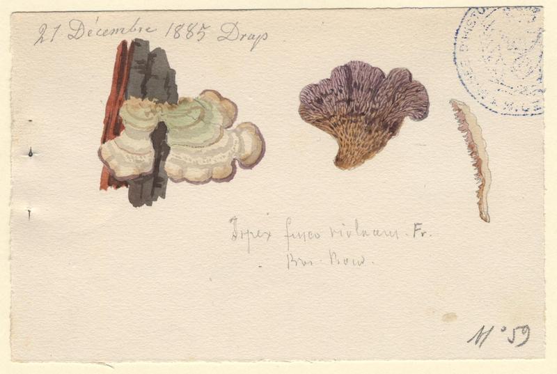 Tramète déchirée ; Polypore violet ; champignon