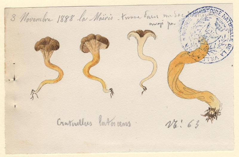 Chanterelle jaune ; champignon