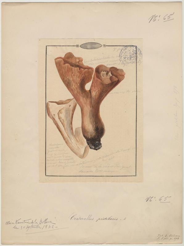 Clavaire tronquée ; champignon