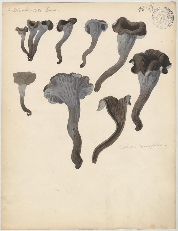 Trompette-des-morts ; Trompette de la mort ; champignon