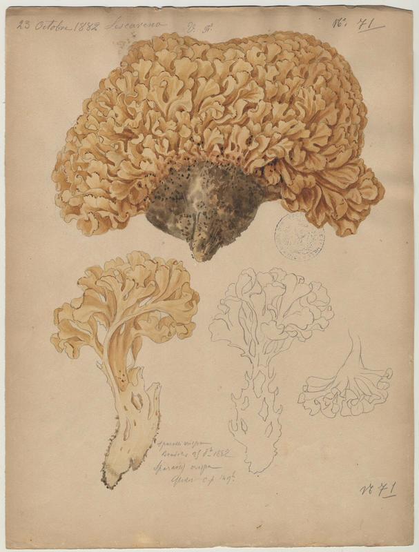 Clavaire crépue ; Morille des pins ; Morille d'automne ; Crête de coq ; champignon