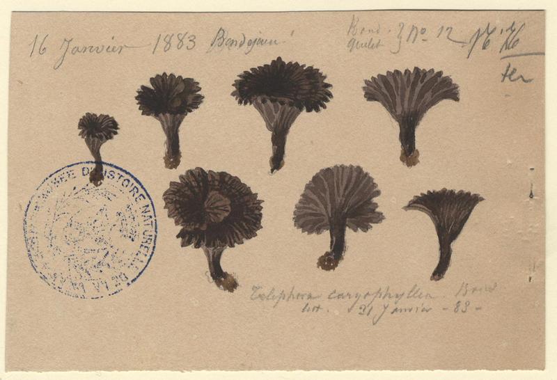 Théléphore ; champignon