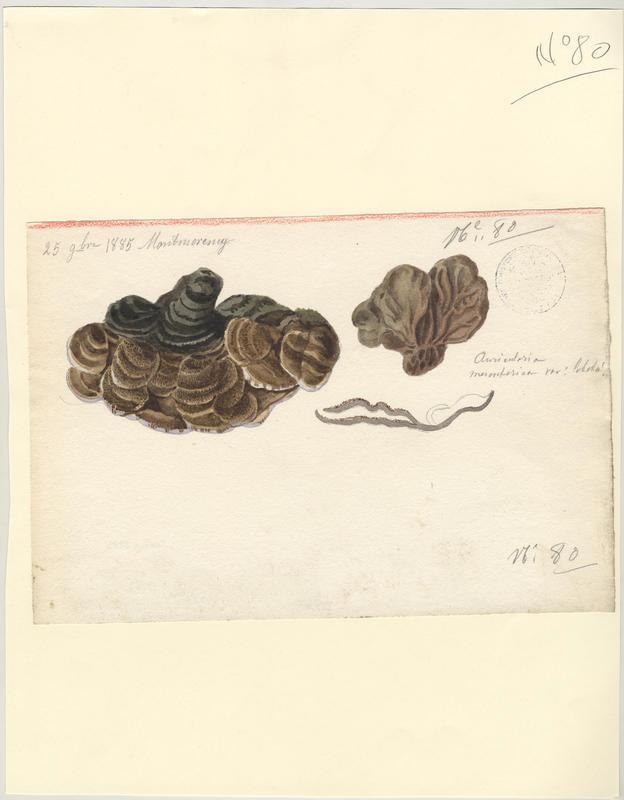 Oreille poilue ; Auriculaire mésentérique ; champignon