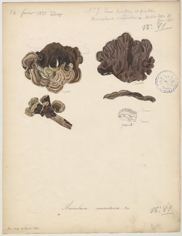 Oreille poilue ; Auriculaire mésentérique ; champignon