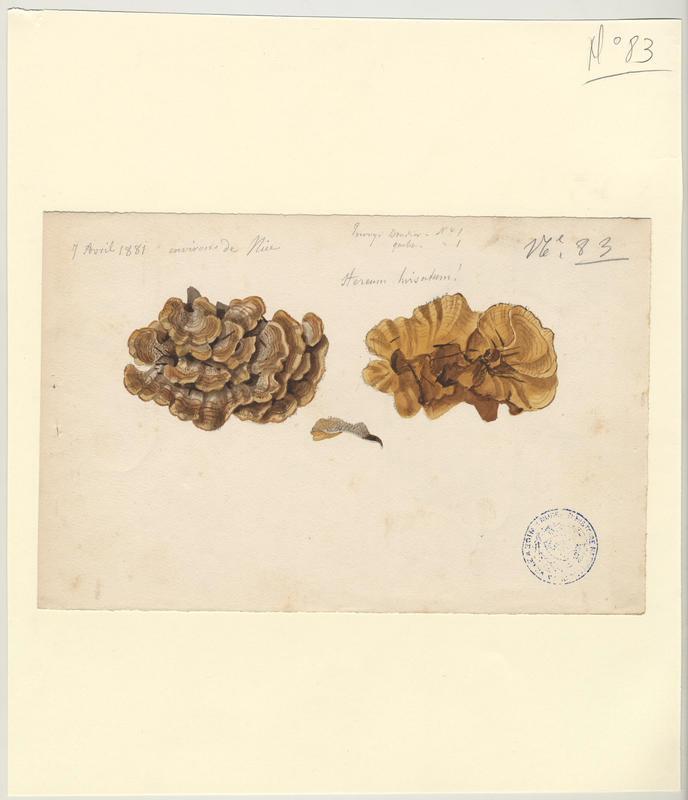 Stérée hirsute ; champignon