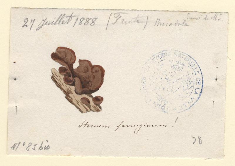 Stérée ferrugineuse (?) ; champignon