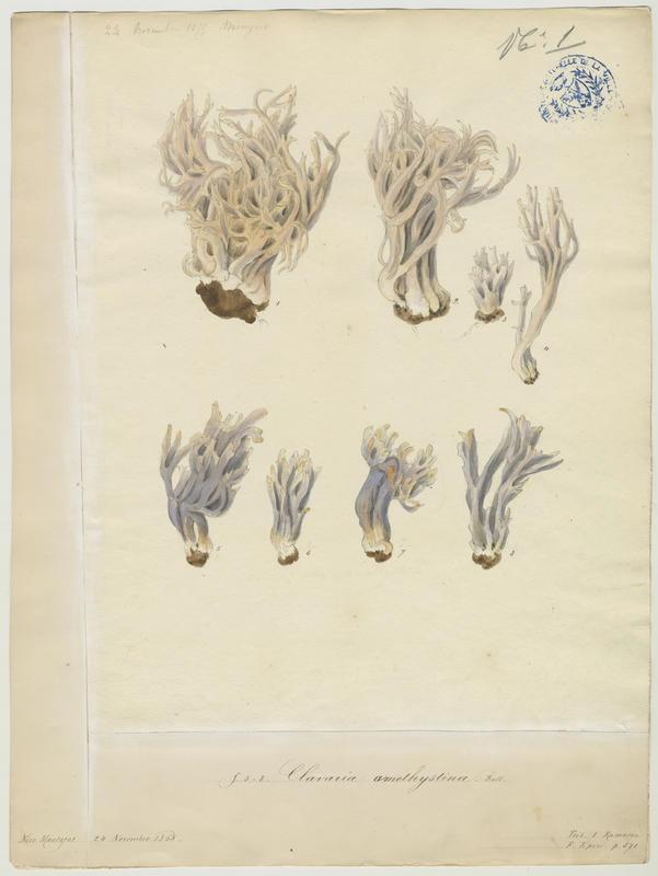 Clavaire améthyste ; champignon