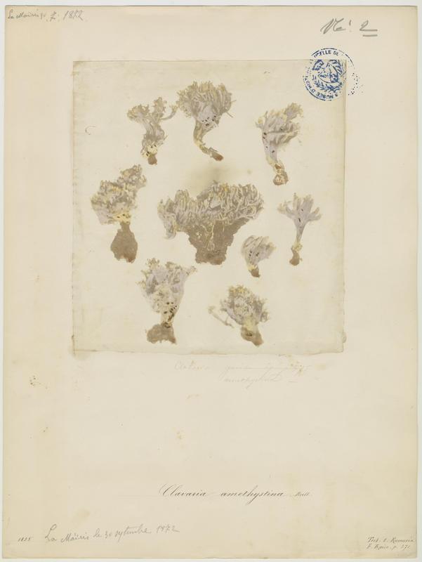 Clavaire améthyste ; champignon