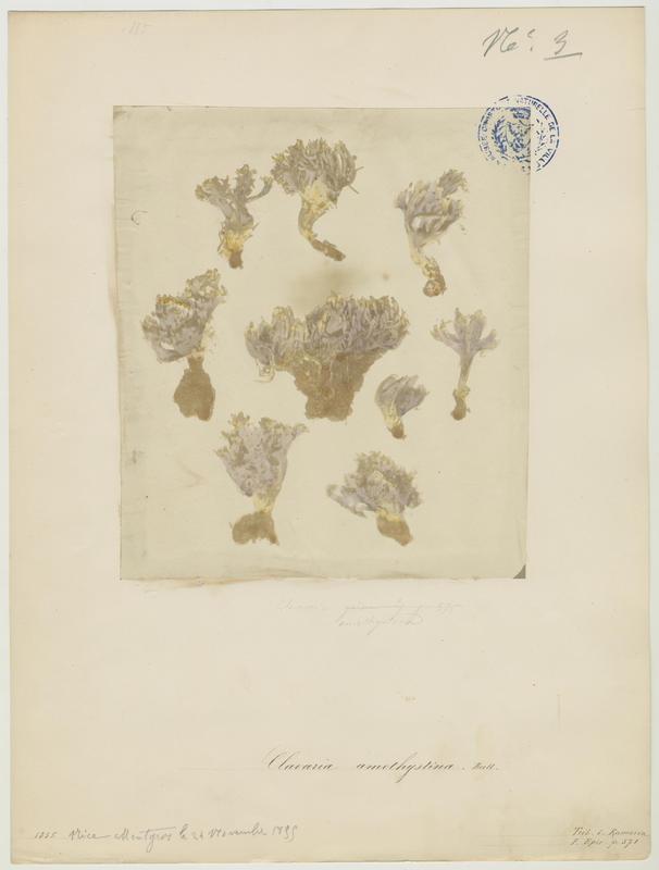 Clavaire améthyste ; champignon