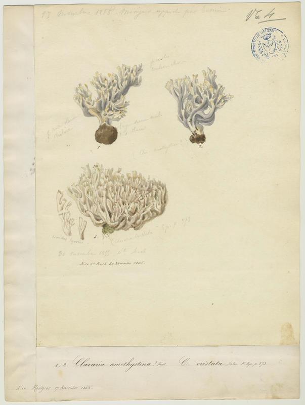 Clavaire améthyste ; champignon