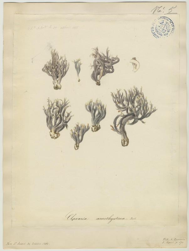 Clavaire améthyste ; champignon
