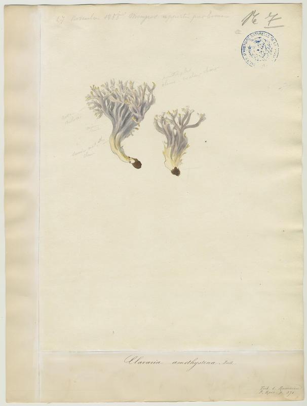Clavaire améthyste ; champignon