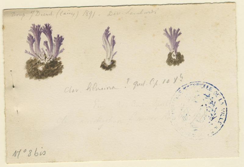 Clavaire lilas (?) ; champignon