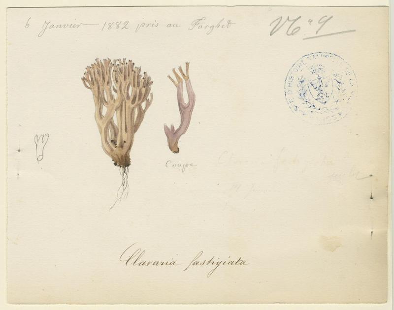 Clavaire fastigié (?) ; champignon