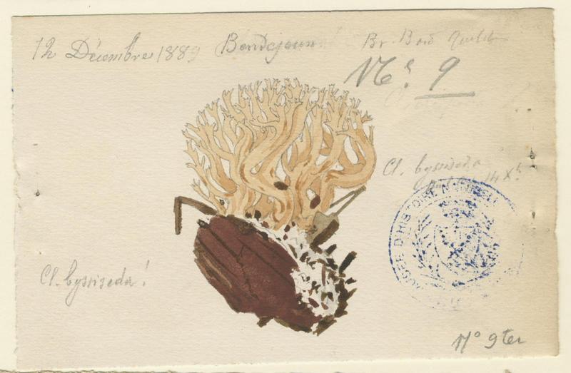 Clavaire ; champignon
