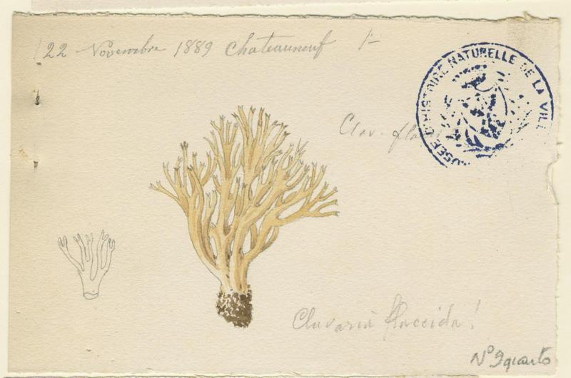 Clavaire élastique ; champignon