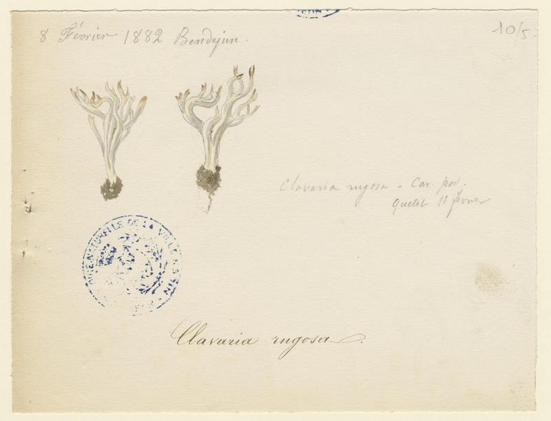 Clavaire rugueuse ; champignon