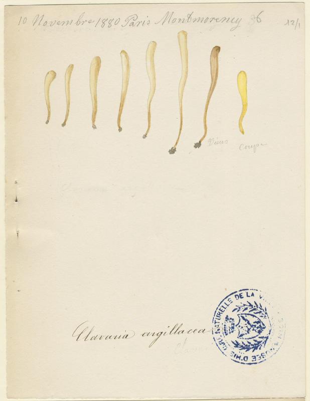 Clavaire argilacée ; champignon