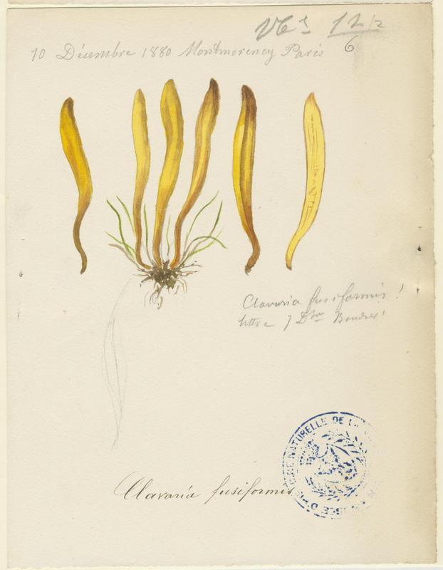 Clavaire en fuseau ; champignon