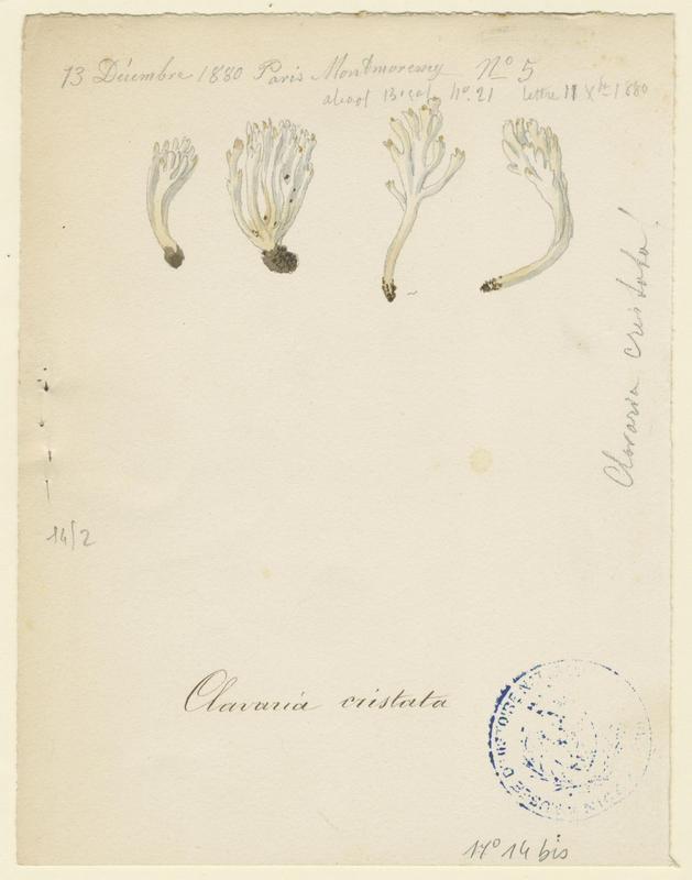 Clavaire à crêtes ; champignon