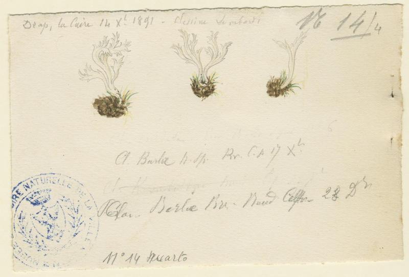 Clavaire de Barla (?) ; champignon