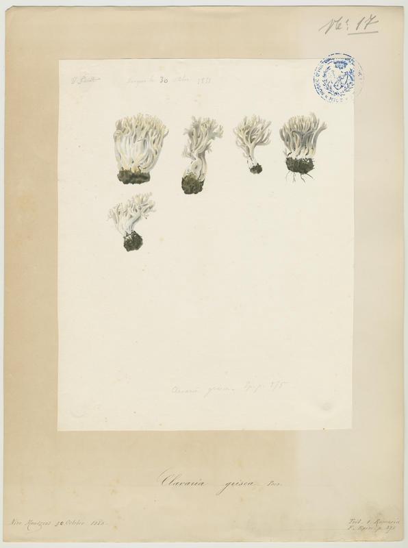 Clavaire cendrée ; champignon