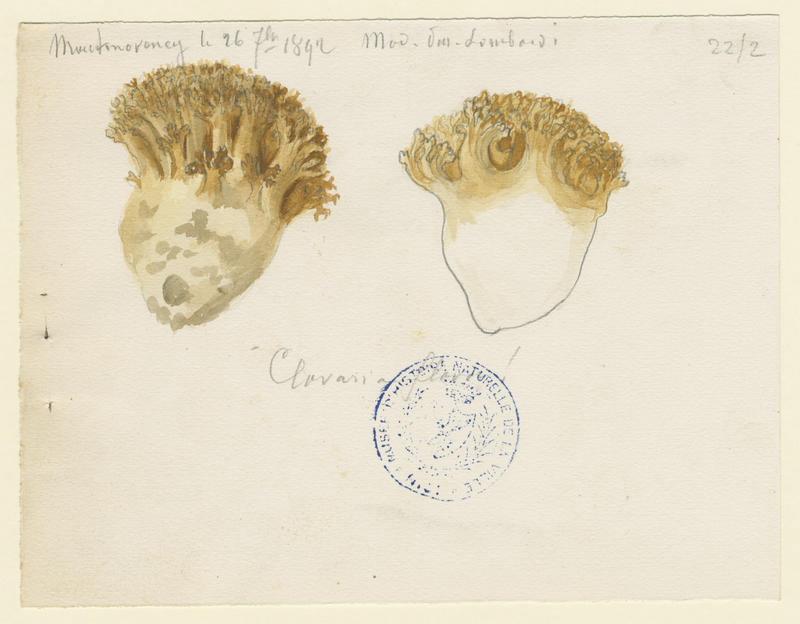 Clavaire jaune ; champignon