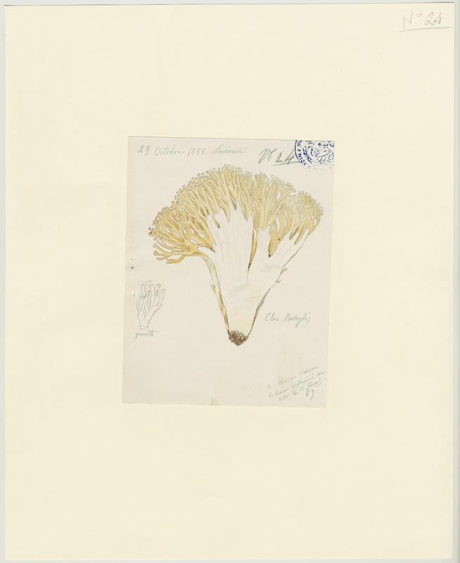 Clavaire chou-fleur ; Ramaire chou-fleur ; champignon