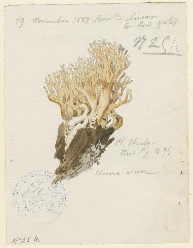 Clavaire cendrée ; champignon