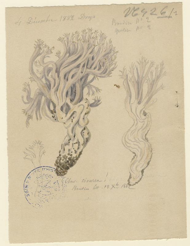 Clavaire cendrée ; champignon