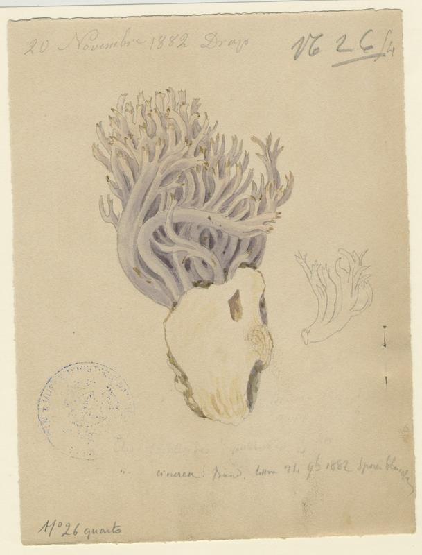 Clavaire cendrée ; champignon