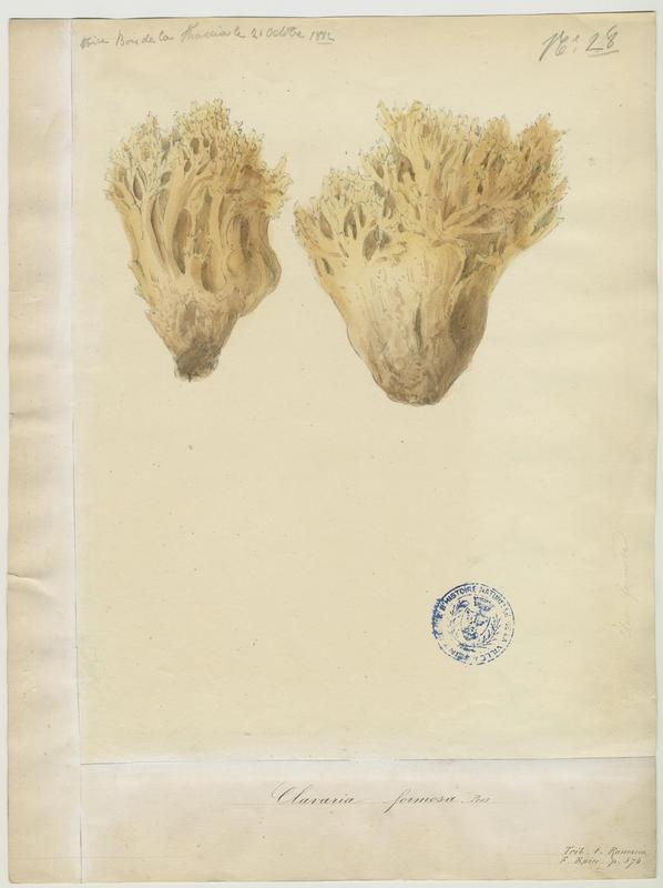 Clavaire jolie ; Ramaire jolie ; champignon