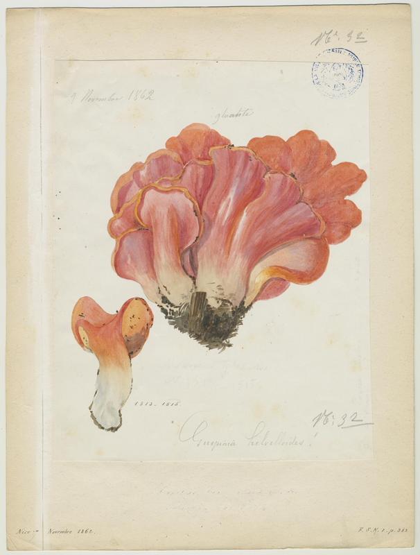 Guépinie en helvelle ; champignon