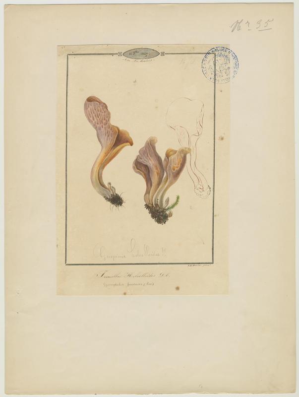 Guépinie en helvelle ; champignon