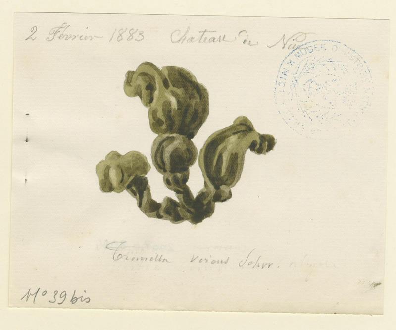 Trémelle du buis (?) ; champignon