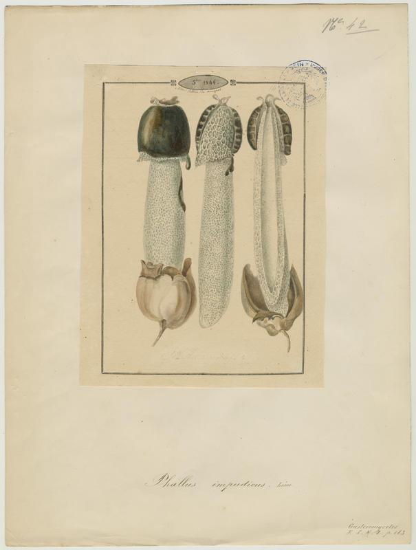 Satyre impudique ; Satyre puant ; Phalle impudique ; Fausse morille ; Morille du diable ; Oeuf du diable ; champignon