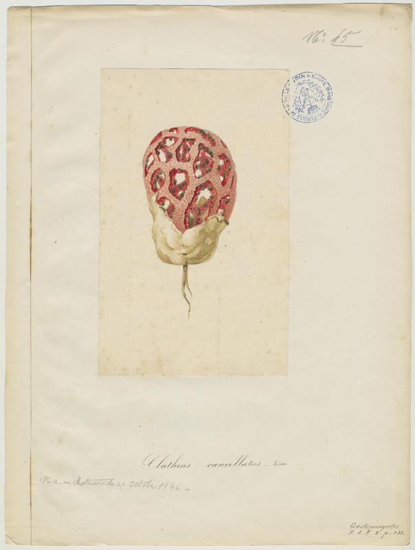Clathre rouge ; Clathre, Coeur de sorcière ;  Clathre grillagé; champignon