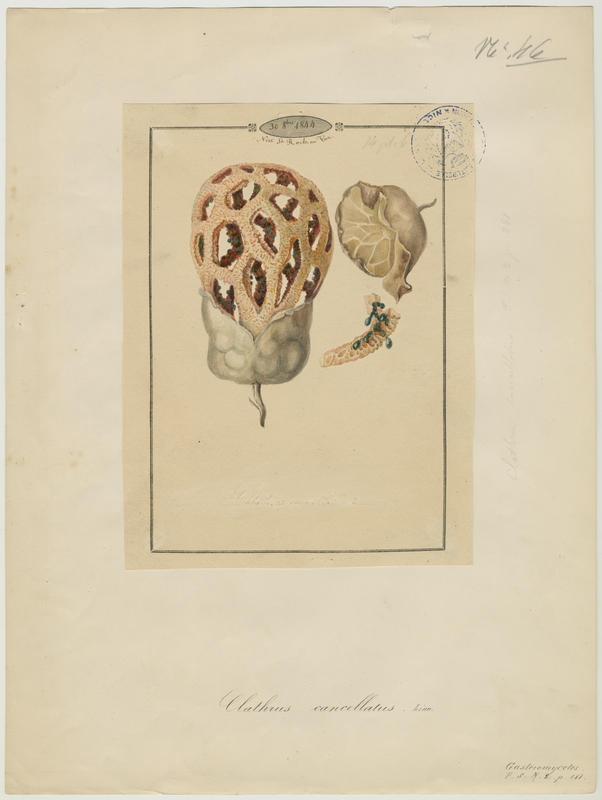 Clathre rouge ; Clathre, Coeur de sorcière ;  Clathre grillagé ; champignon
