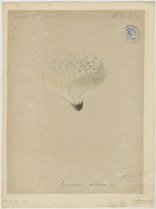 Vesse de loup en outre ; champignon