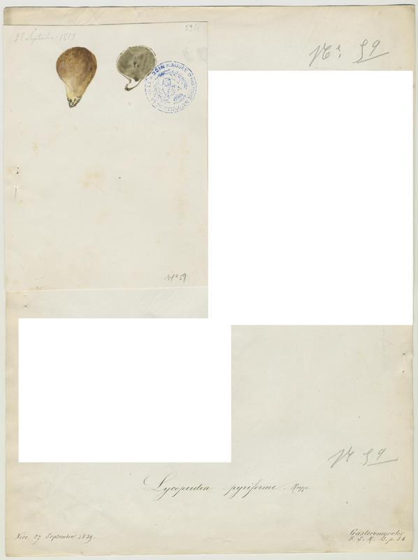 Lycoperdon piriforme ; Vesse de loup en forme de poire ; champignon