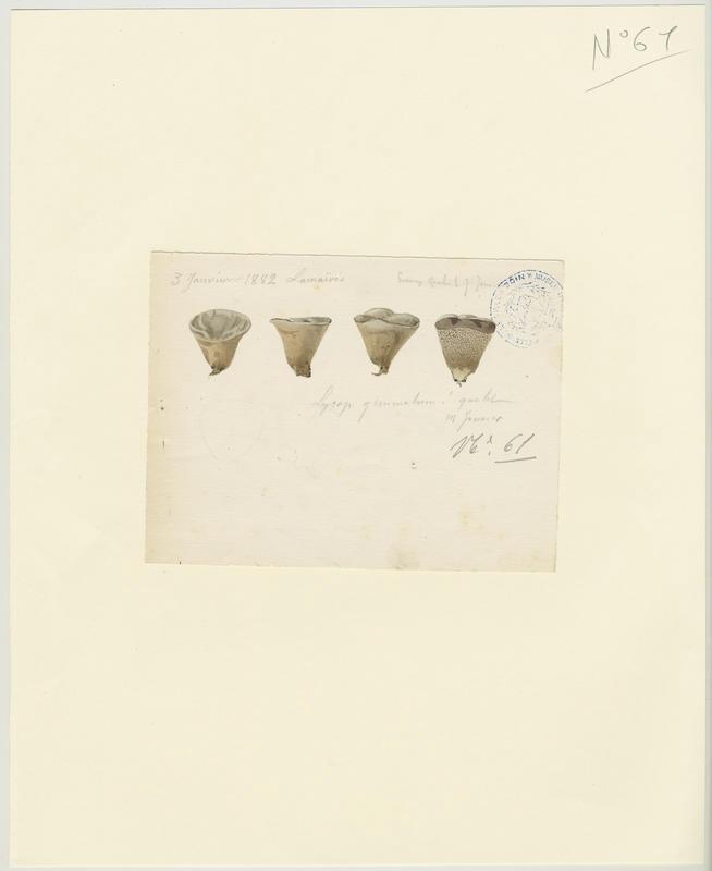 Vesse de loup perlée ; champignon