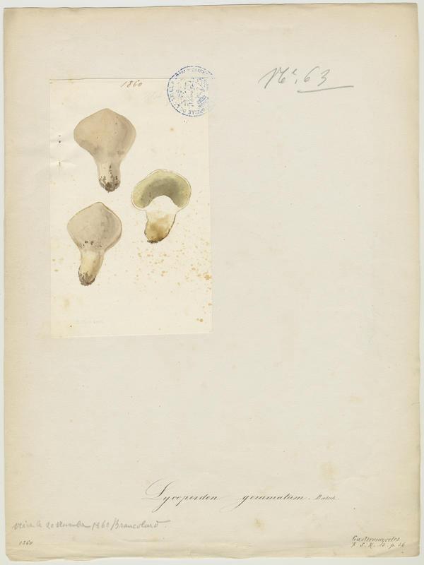 Vesse de loup perlée ; champignon