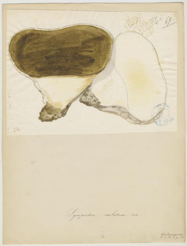 Vesse de loup en outre ; champignon