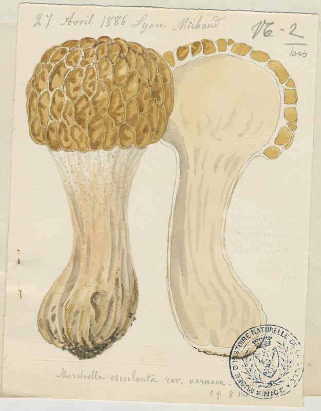 Morille commune ; champignon