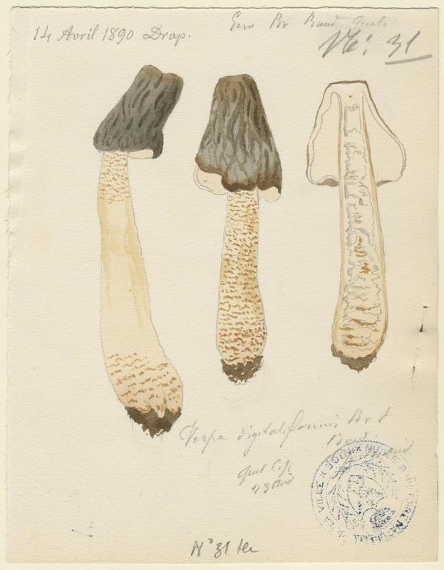 Verpe conique ; champignon