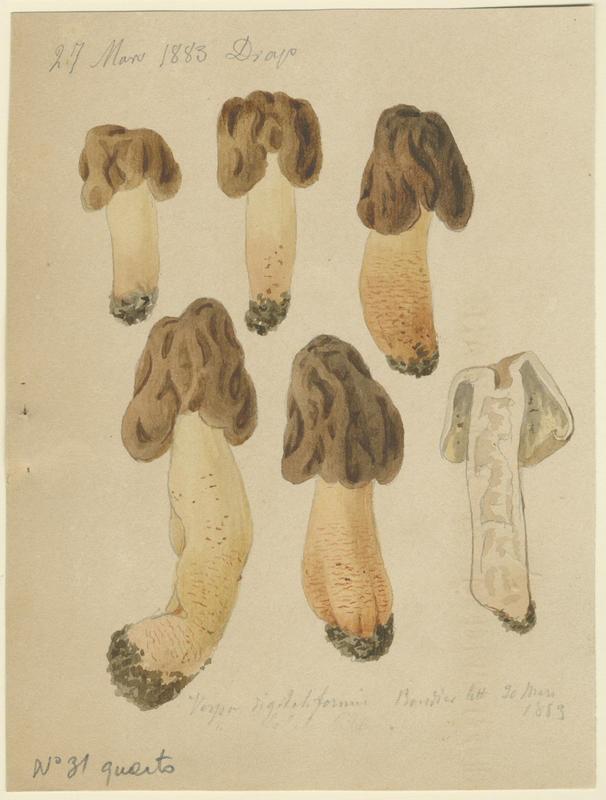 Verpe conique ; champignon